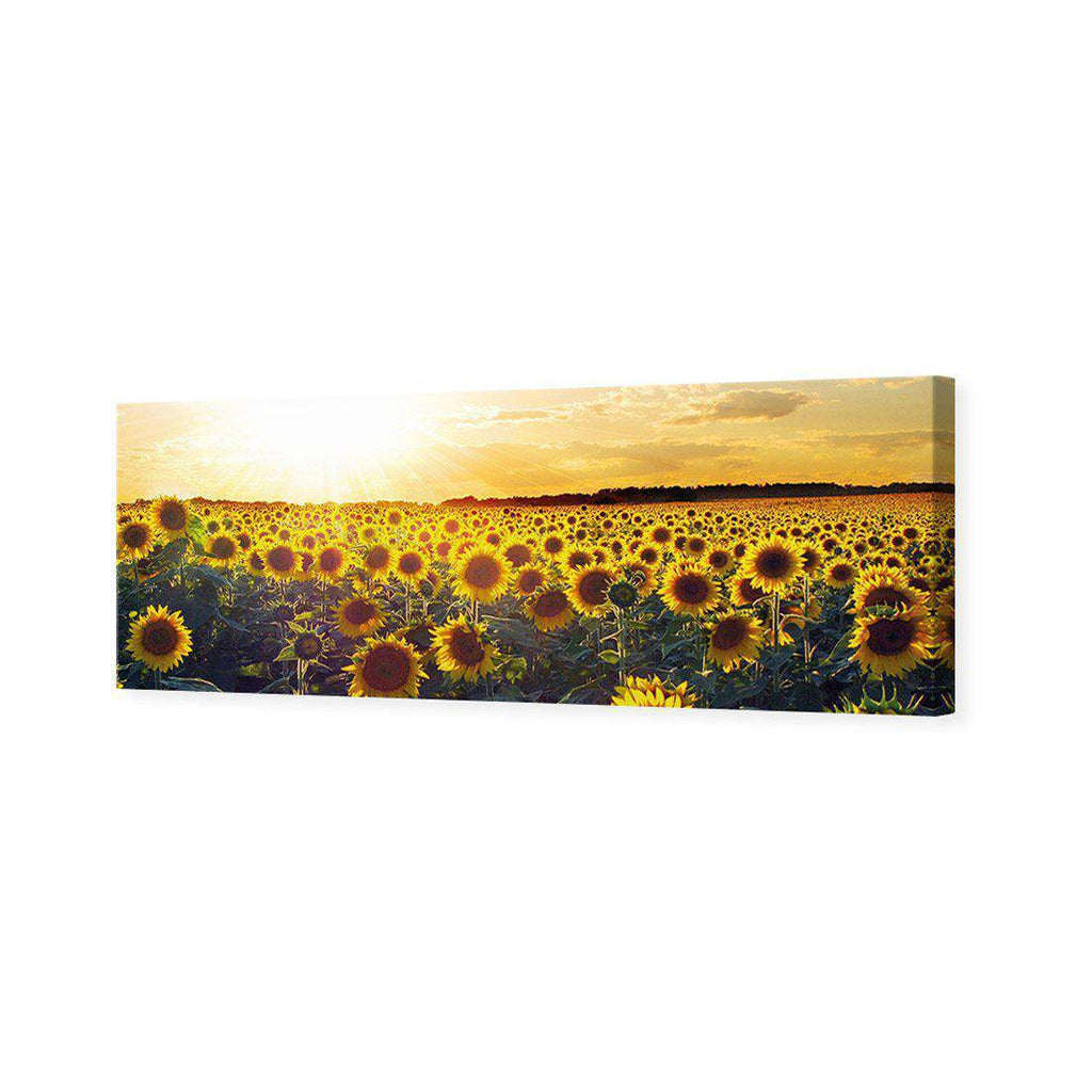 Sunflowers At Sunset, Long Canvas Art
