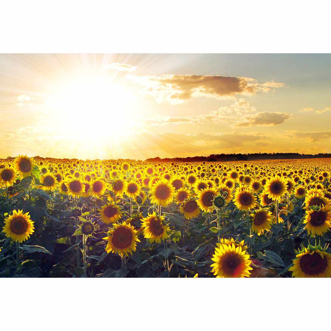 Sunflowers At Sunset, Rectangle Canvas Art