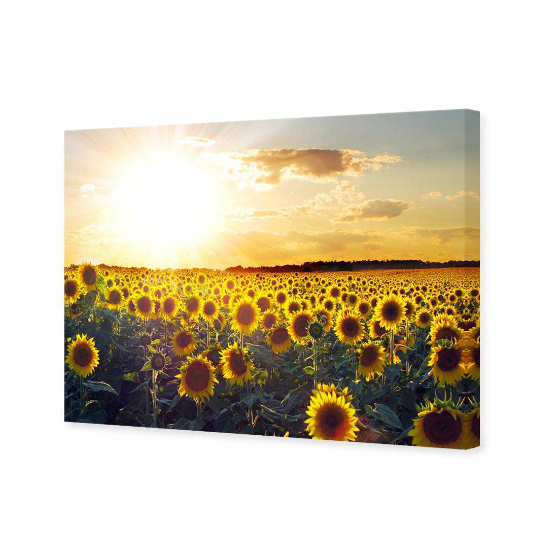 Sunflowers At Sunset, Rectangle Canvas Art