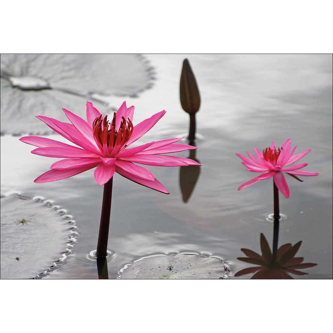 Pop Pink Lilies Canvas Art