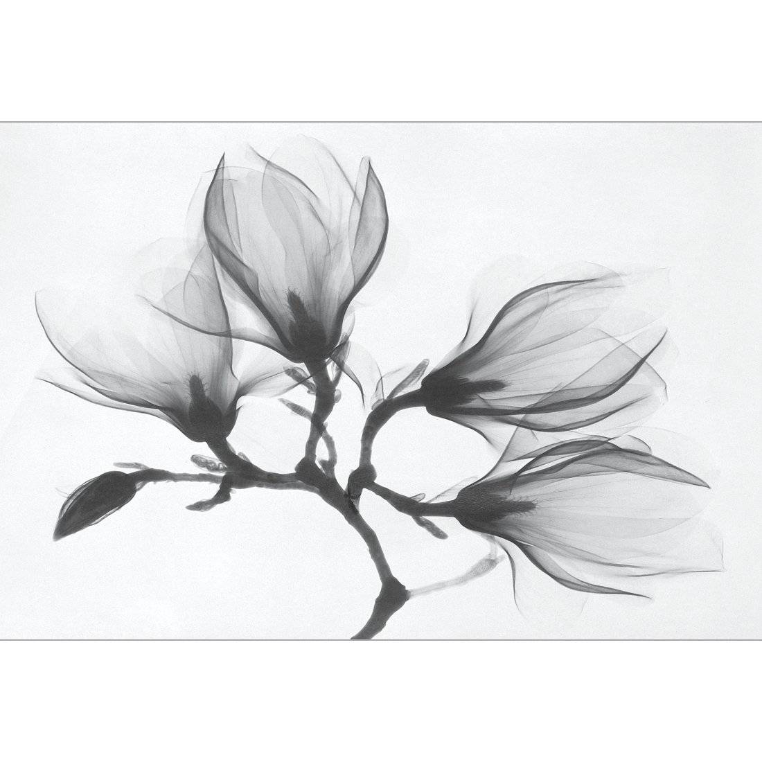 Magnolia Blossoms Canvas Art