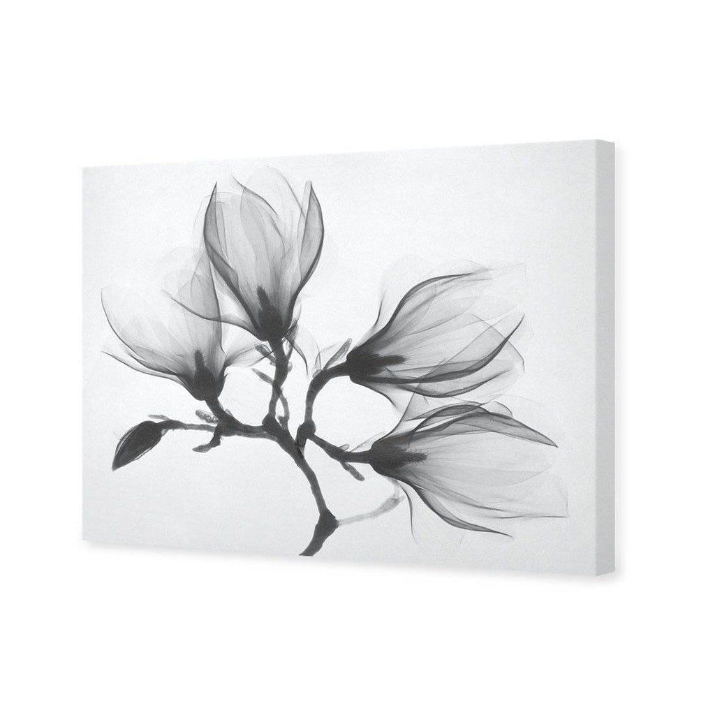 Magnolia Blossoms Canvas Art