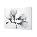 Magnolia Blossoms Canvas Art