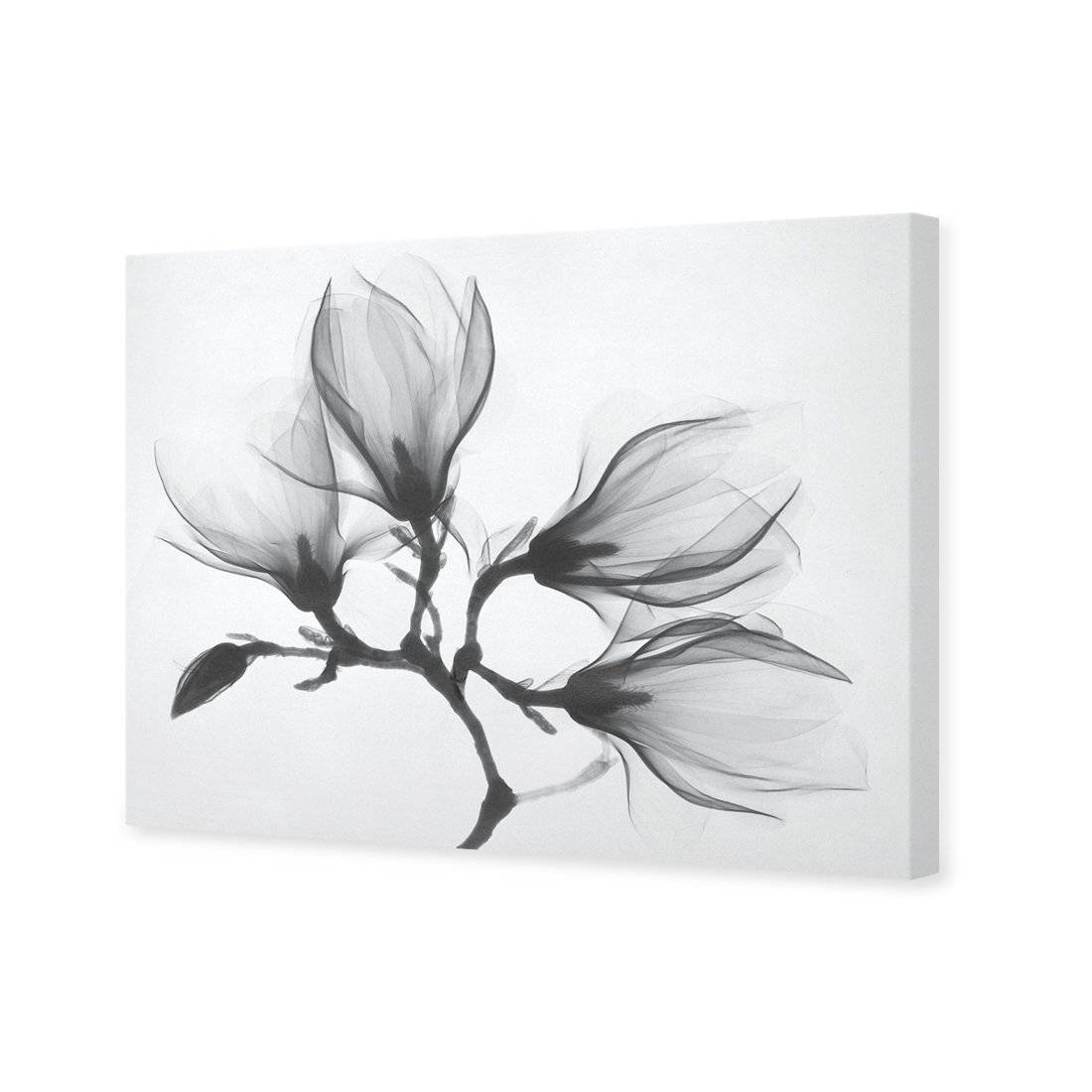 Magnolia Blossoms Canvas Art