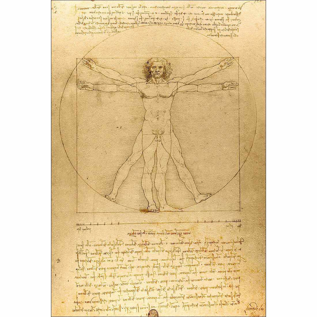 Vitruvian Man by Leonardo Da Vinci Canvas Art