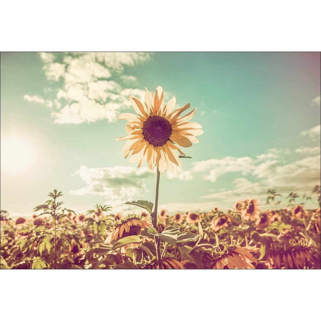 Sunflower Reborn Canvas Art