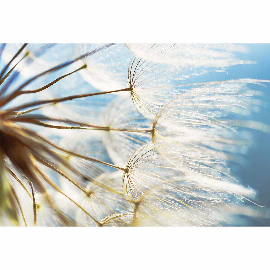 The Winds Of Dandy Canvas Art