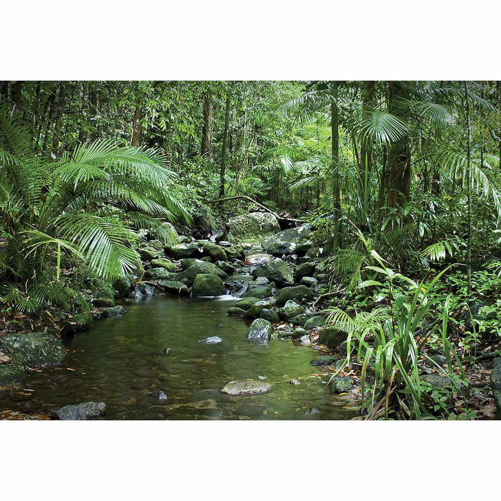 Mossman River In Daintree Rainforest, Rectangle Canvas Art