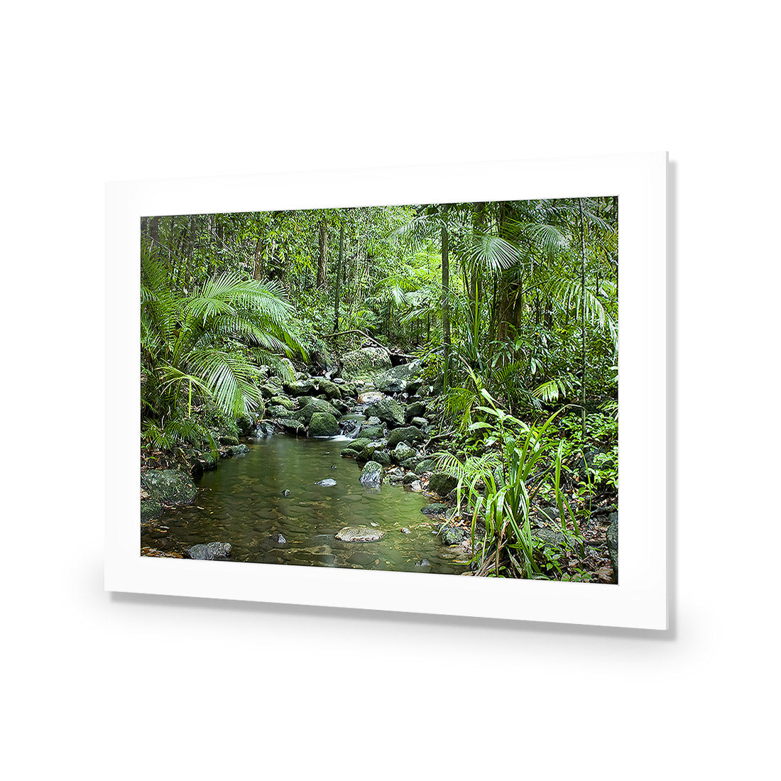 Mossman River In Daintree Rainforest Acrylic Print Art