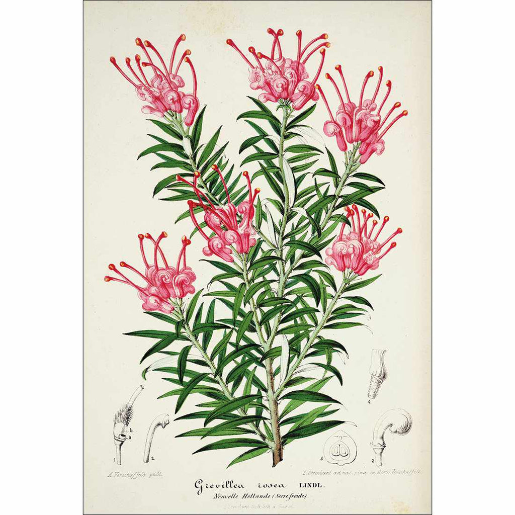 Pink Grevillea Rosea Botanical Illustration Canvas Art