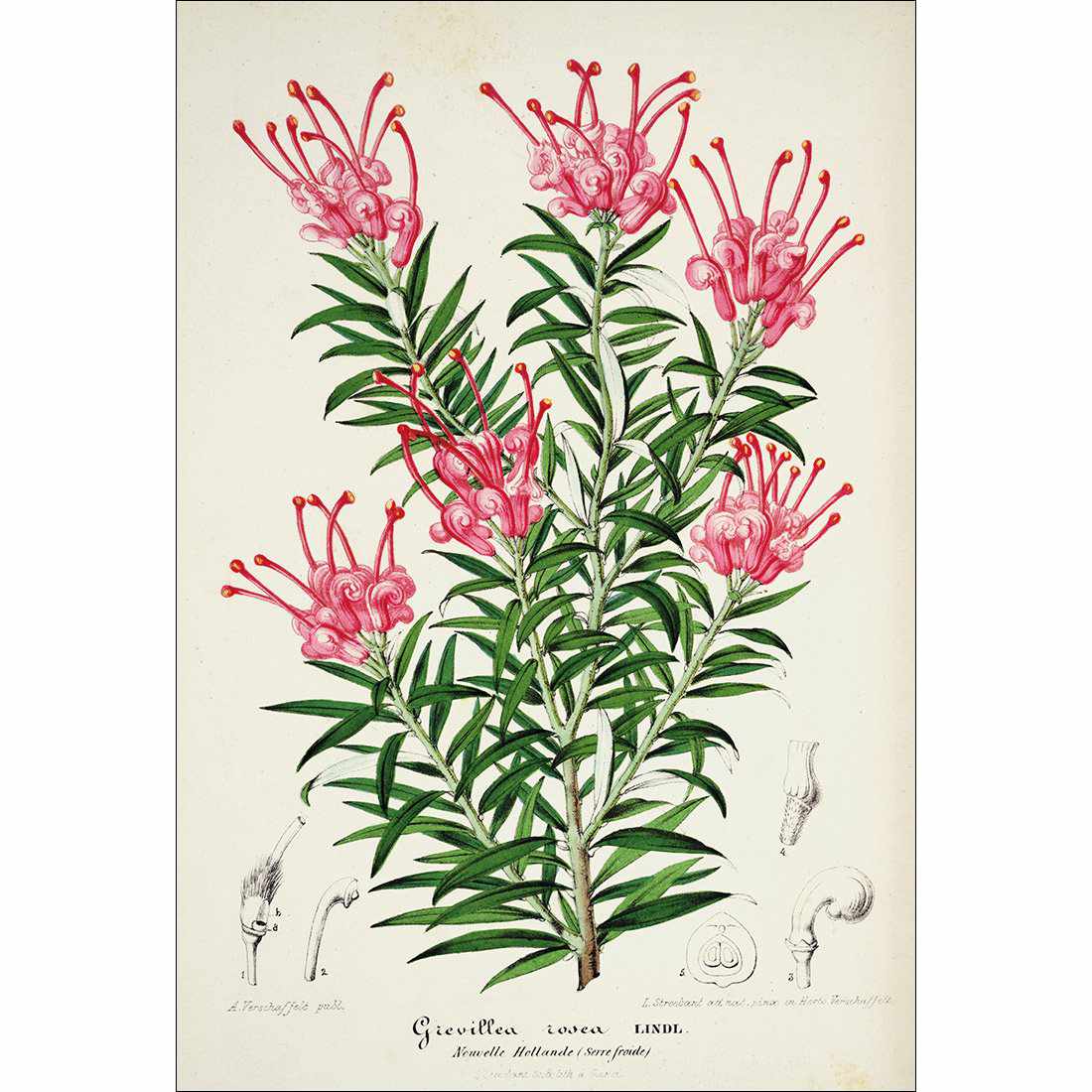 Pink Grevillea Rosea Botanical Illustration Canvas Art