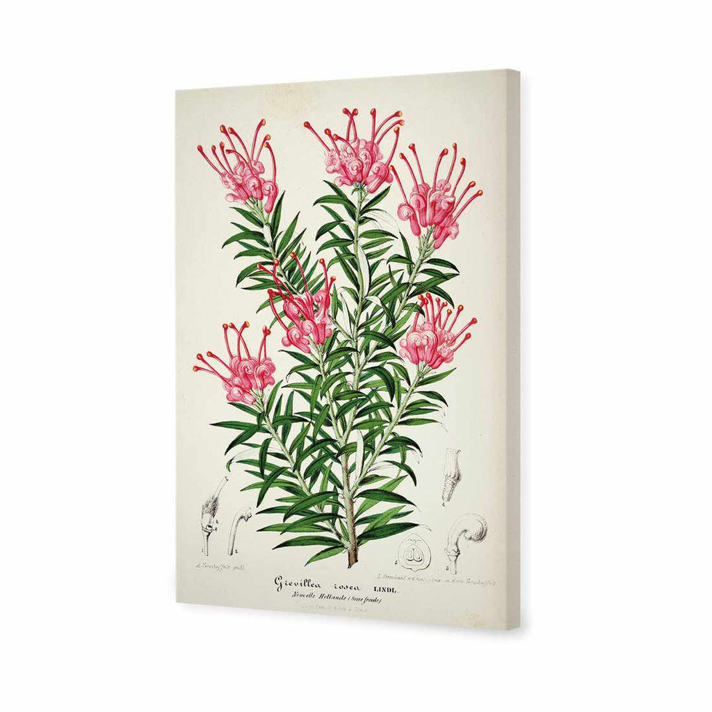 Pink Grevillea Rosea Botanical Illustration Canvas Art