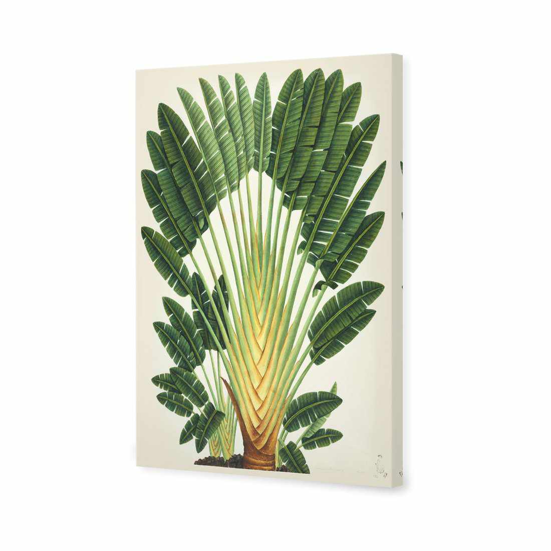 Traveller's Palm Tree Canvas Art