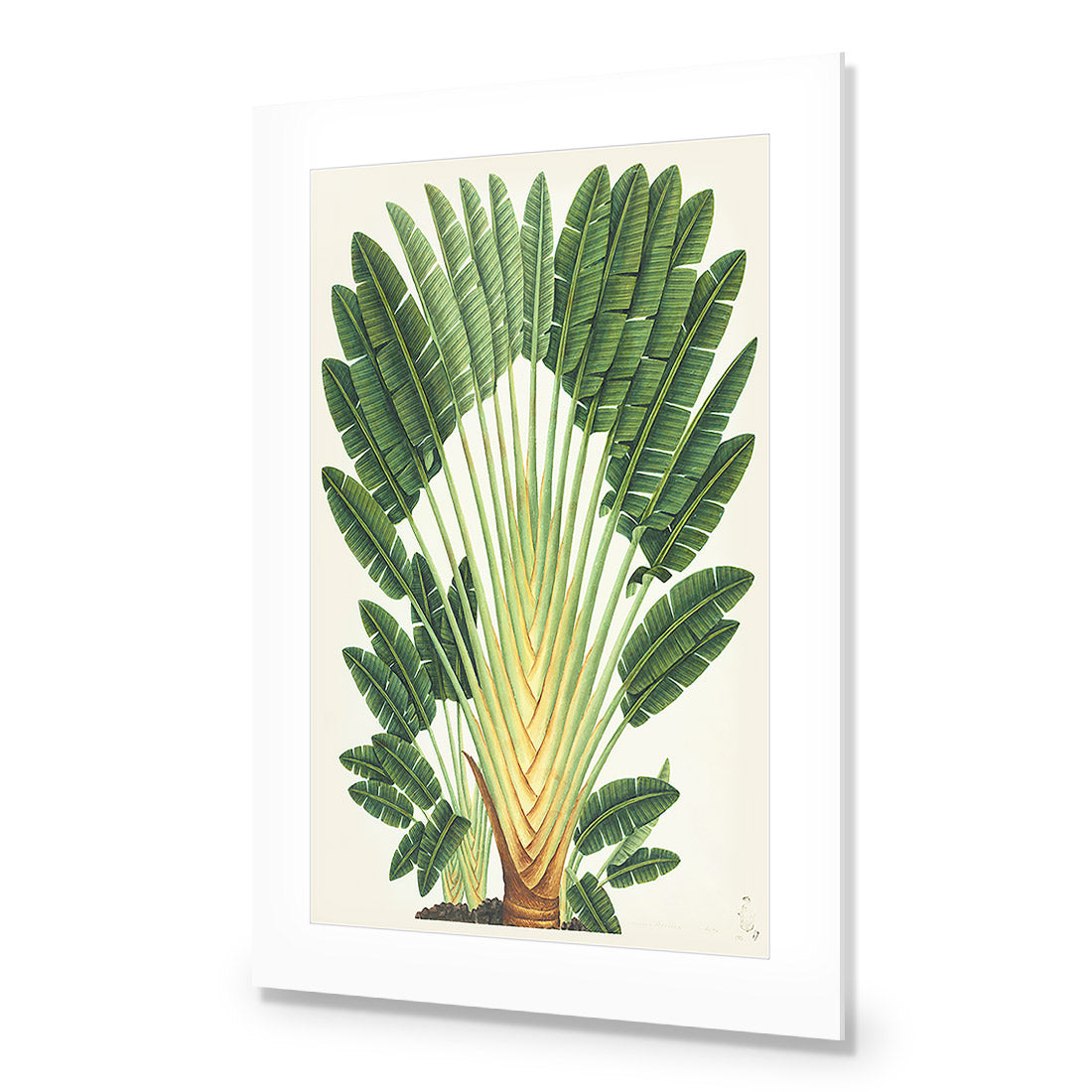 Traveller's-Palm-Tree Acrylic Print Art