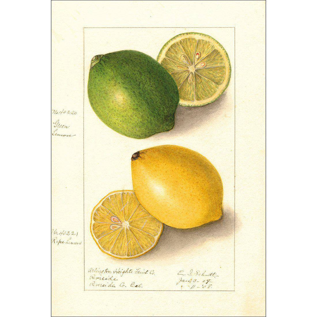 Watercolour Green Lemon And Ripe Lemon Canvas Art