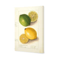 Watercolour Green Lemon And Ripe Lemon Canvas Art