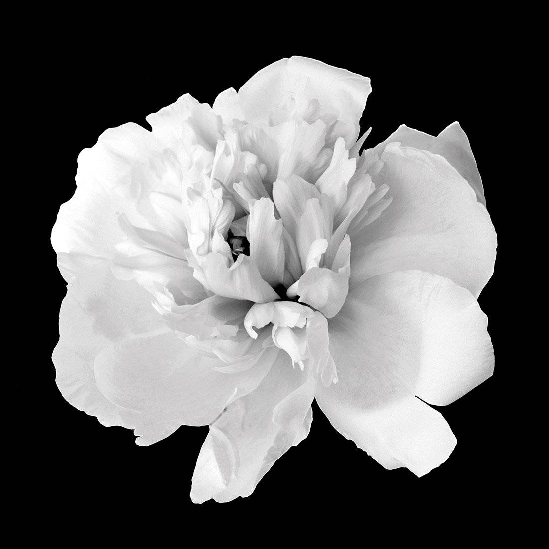 Salubrious Peony Canvas Art