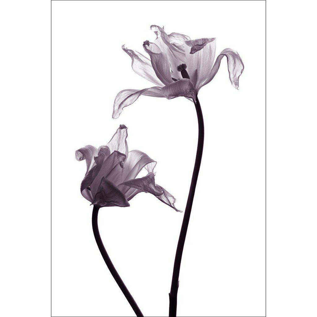 Tulip Transparency 1 Canvas Art