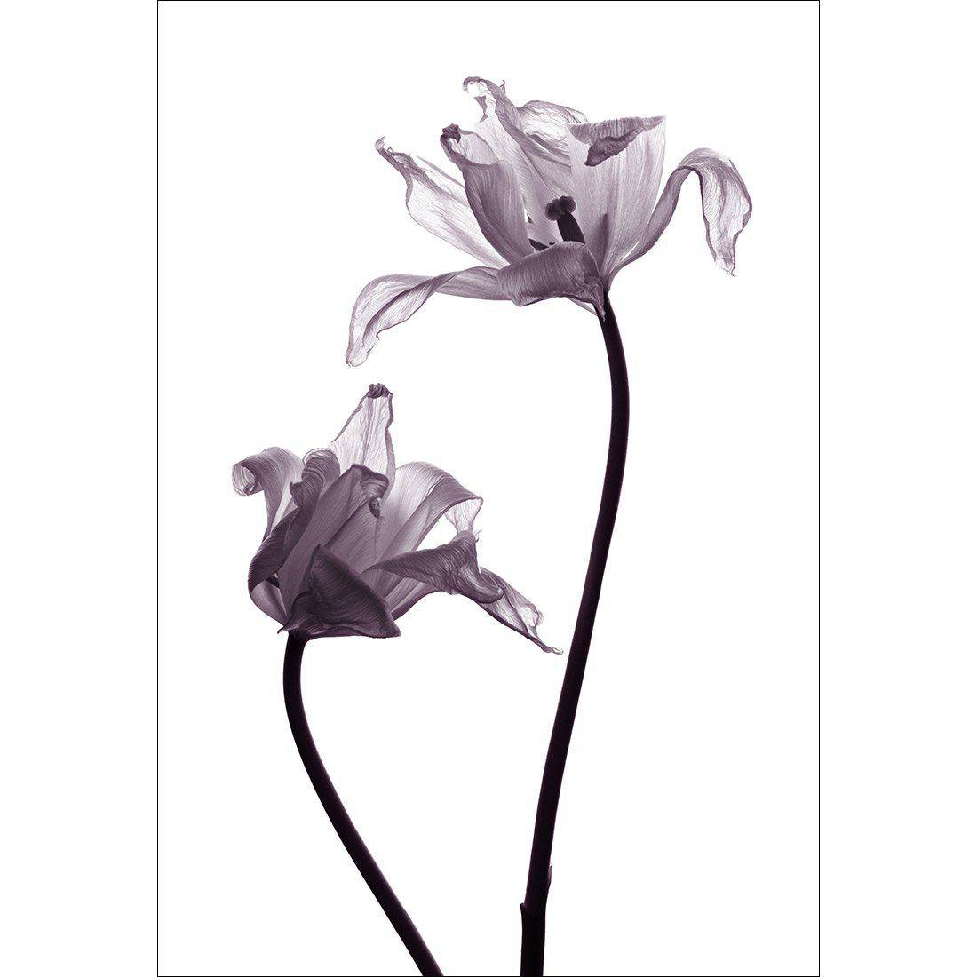 Tulip Transparency 1 Canvas Art