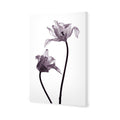 Tulip Transparency 1 Canvas Art