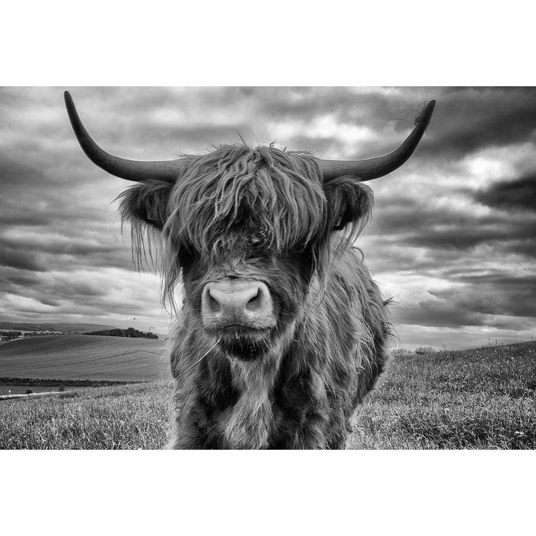 Stormy the Highland Acrylic Print Art