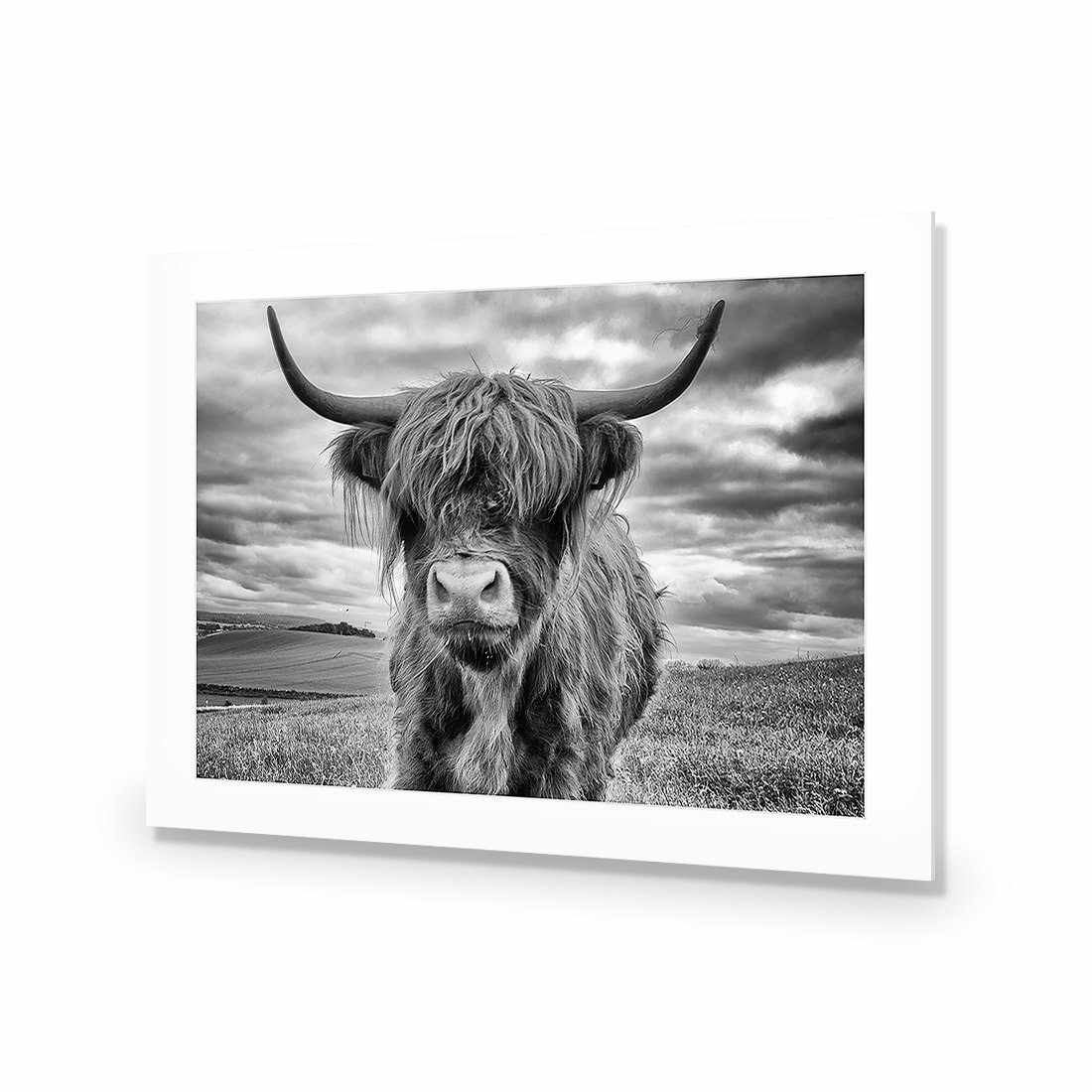 Stormy the Highland Acrylic Print Art