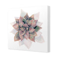 Succulent Rosette Canvas Art