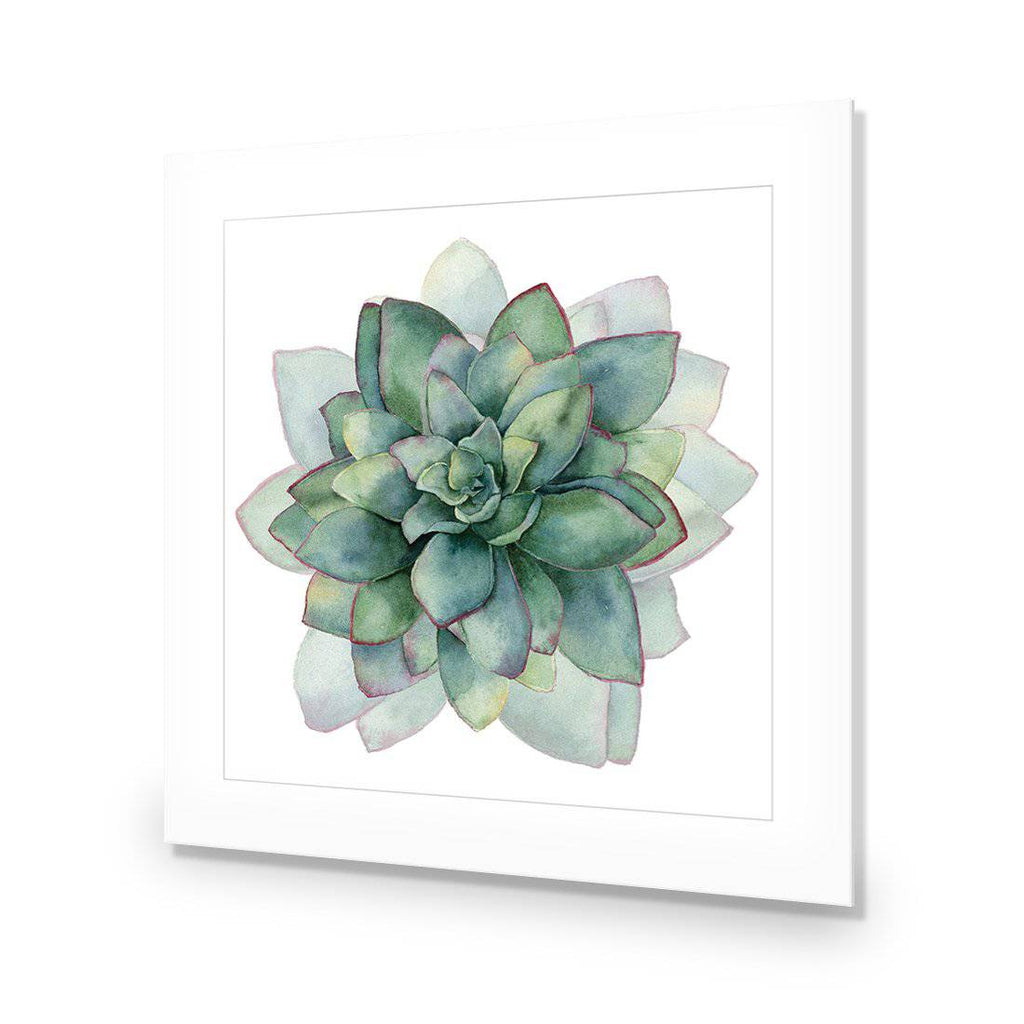 Succulent Spiral, Square Acrylic Print Art