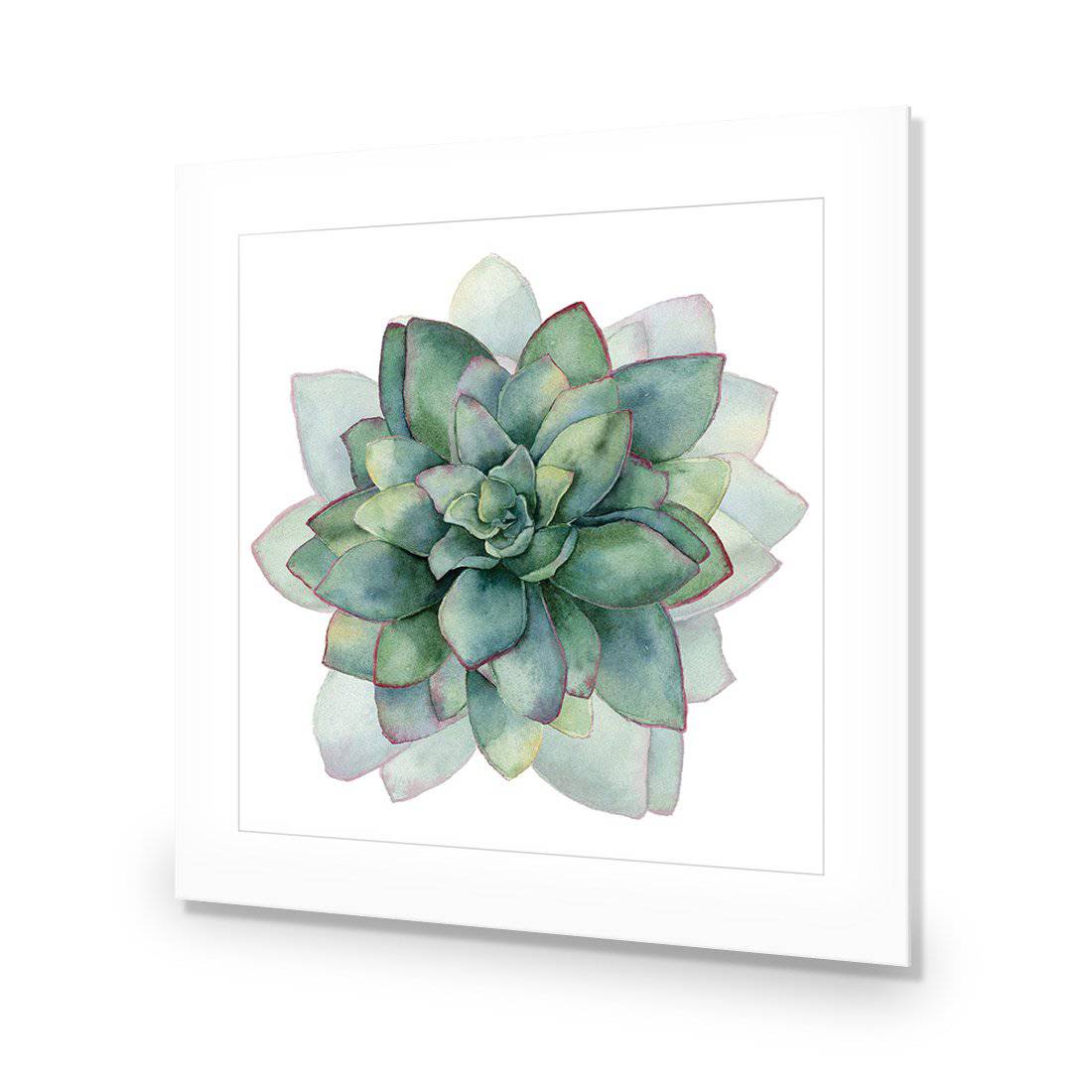 Succulent Spiral, Square Acrylic Print Art