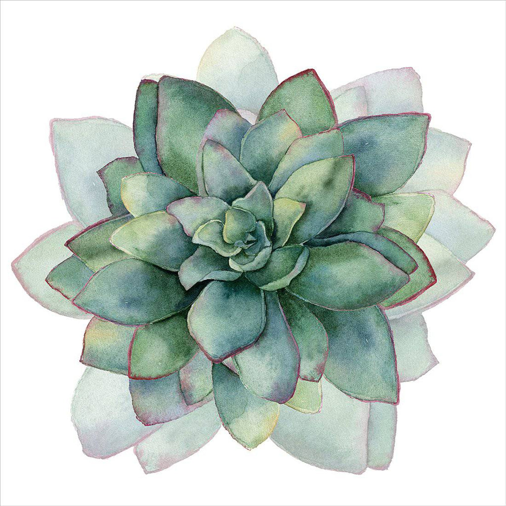 Succulent Spiral, Square Acrylic Print Art