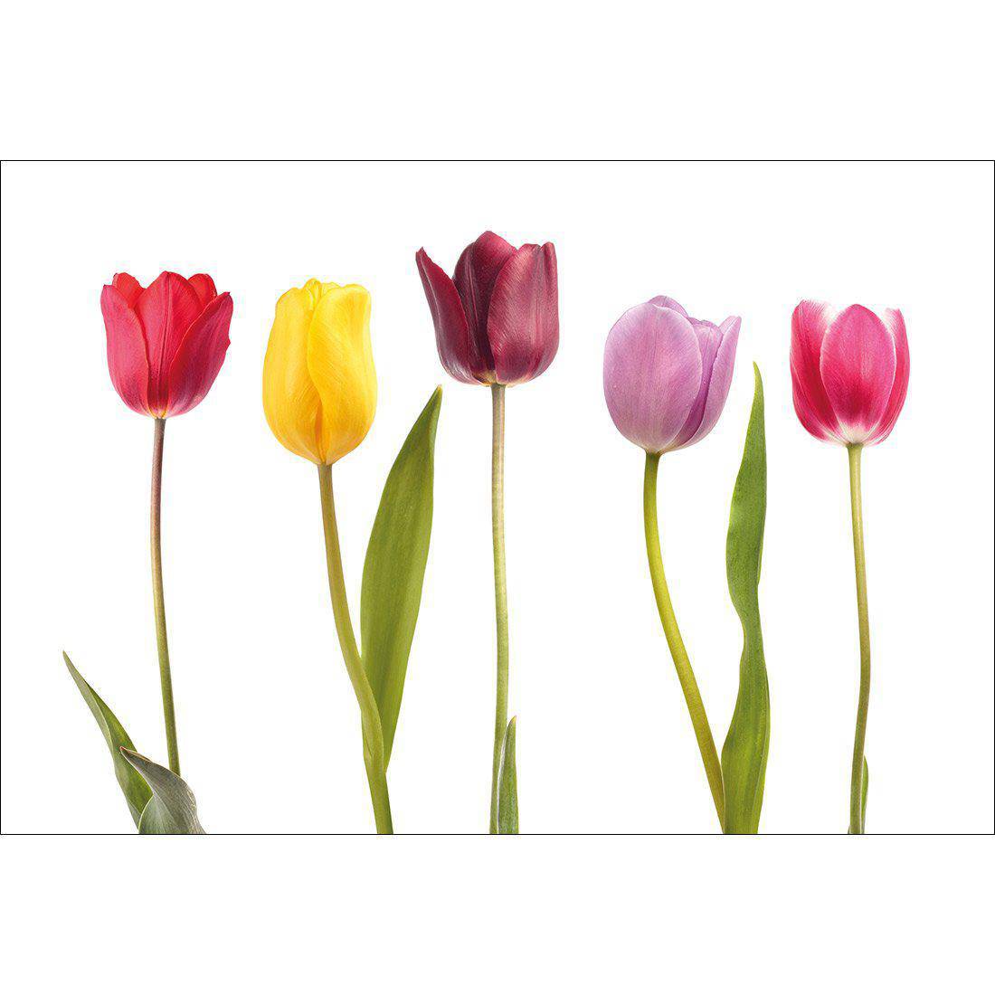 Tulip Delight Canvas Art