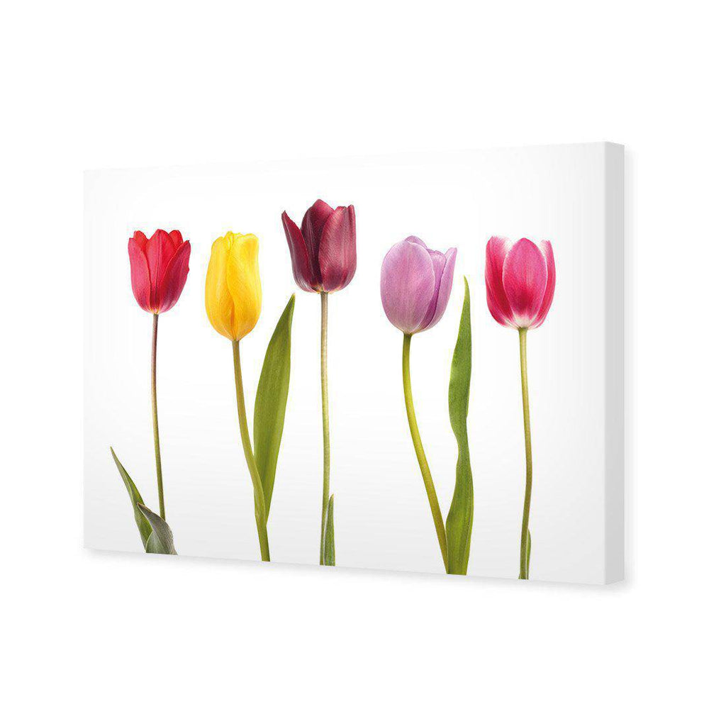 Tulip Delight Canvas Art