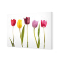 Tulip Delight Canvas Art