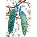 Peacock Magic Acrylic Print Art