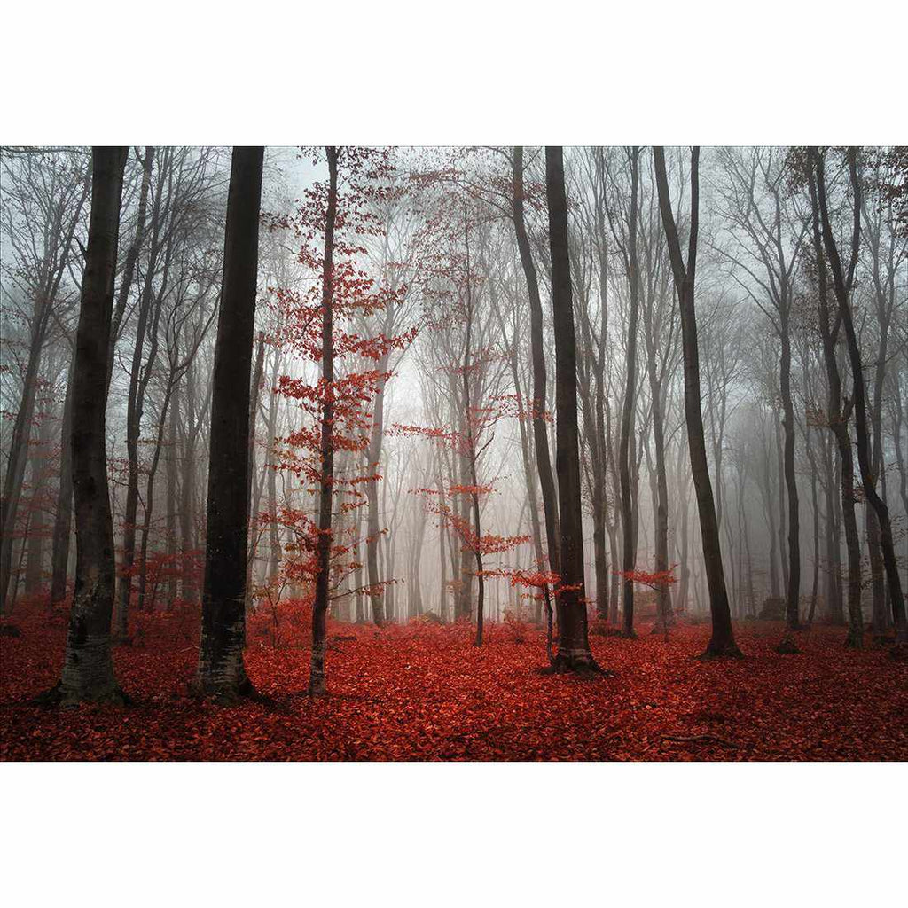 Scarlet Forest Acrylic Print Art