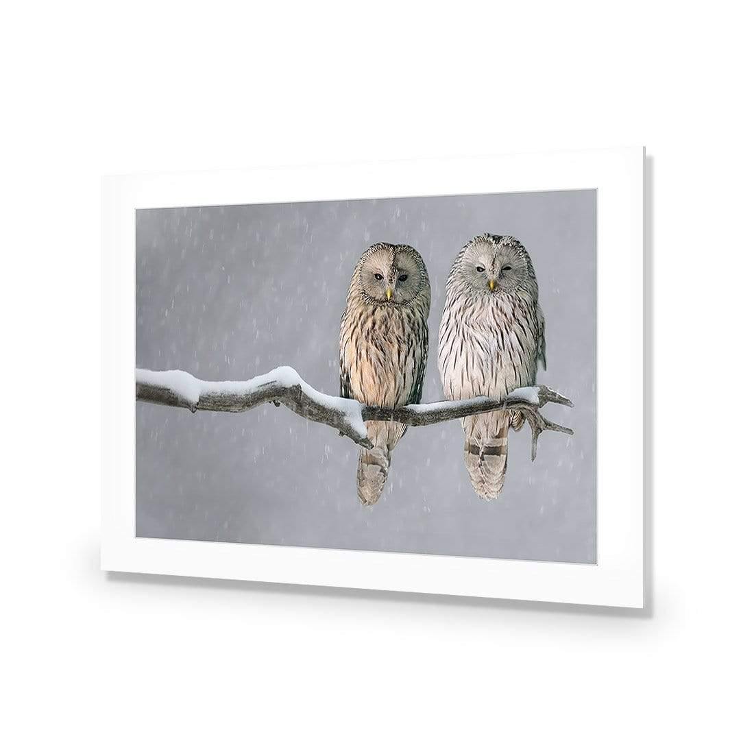 Ural Owl Pair