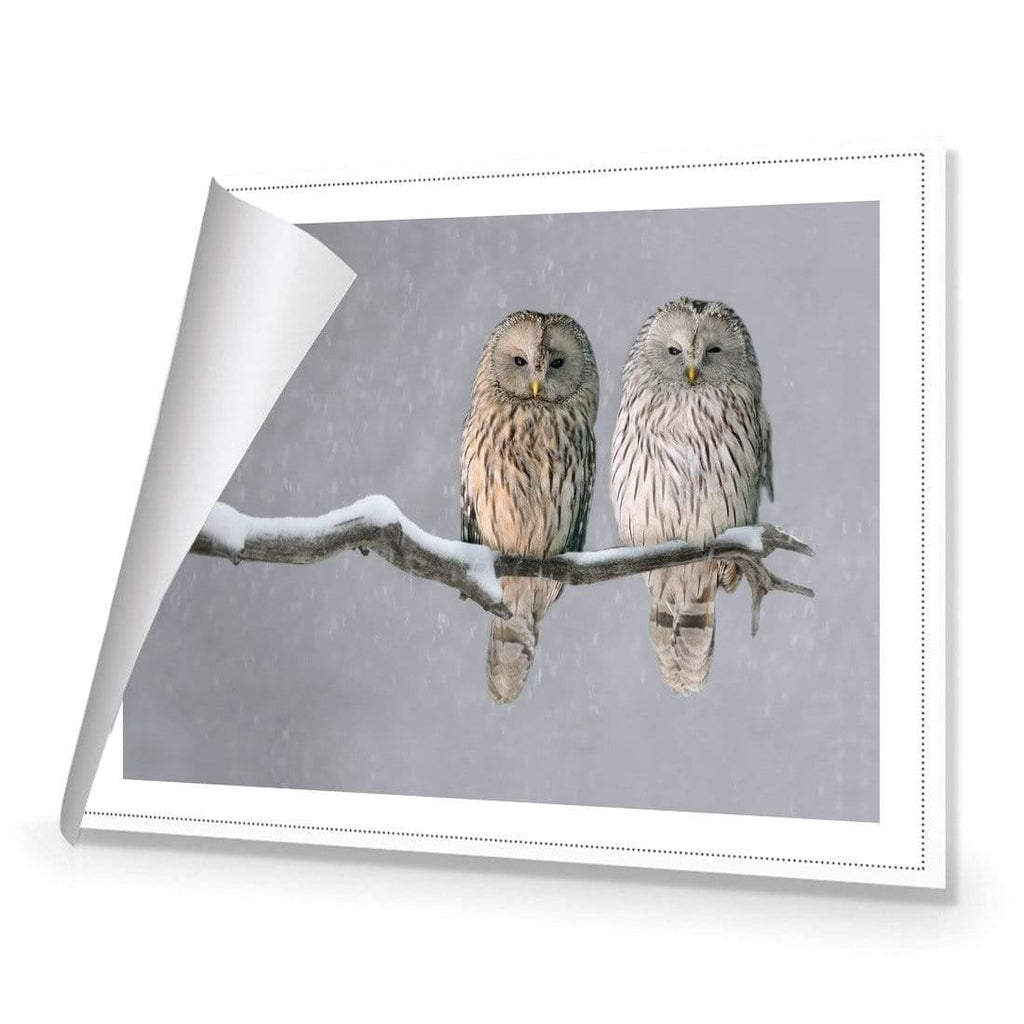Ural Owl Pair