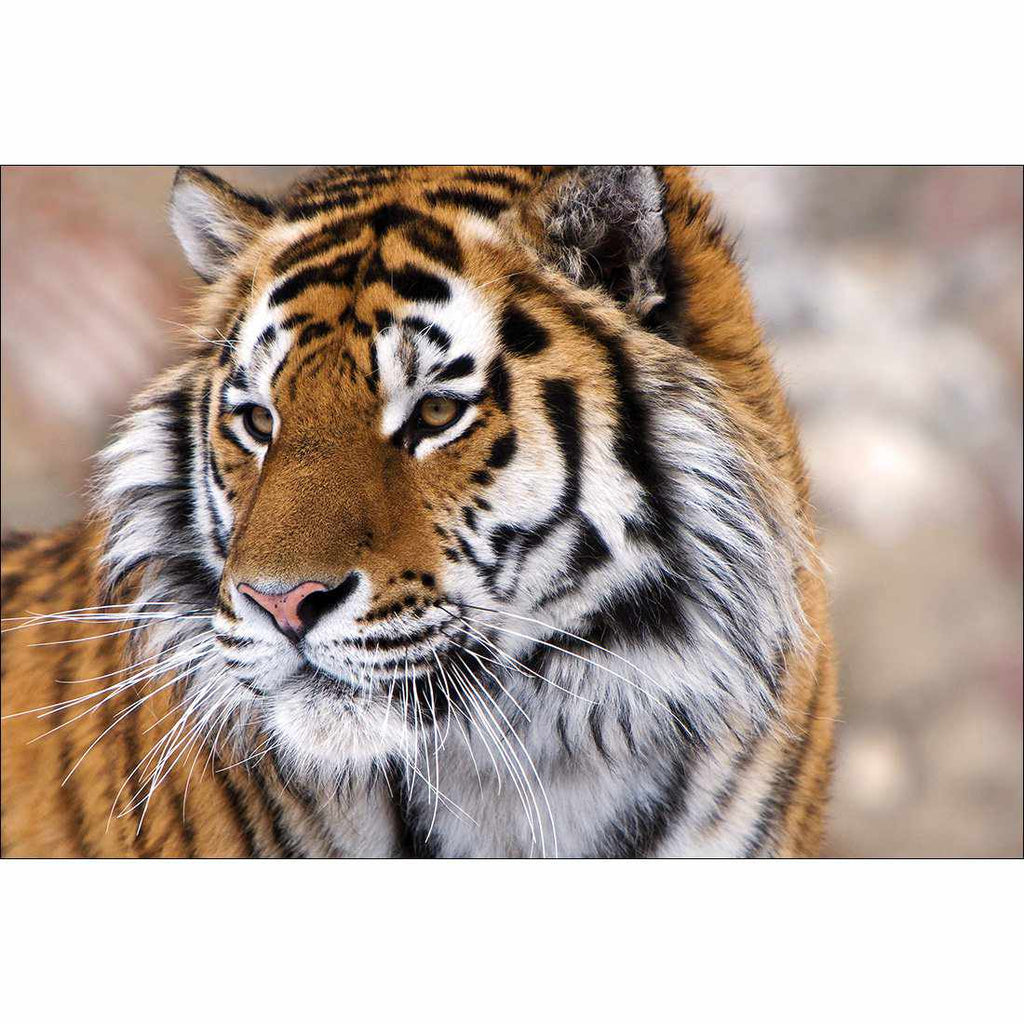 Siberian Tiger Canvas Art