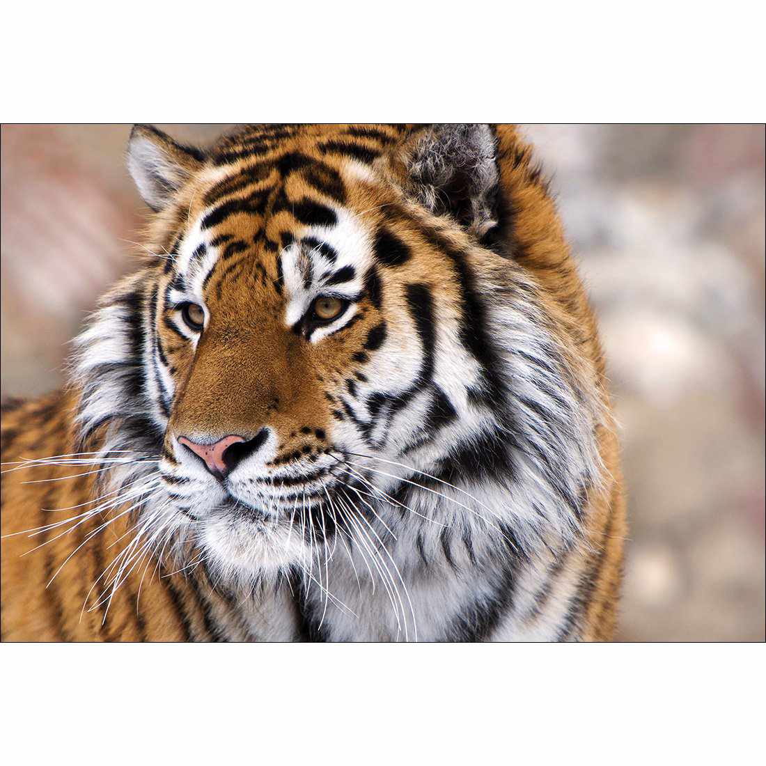 Siberian Tiger Canvas Art