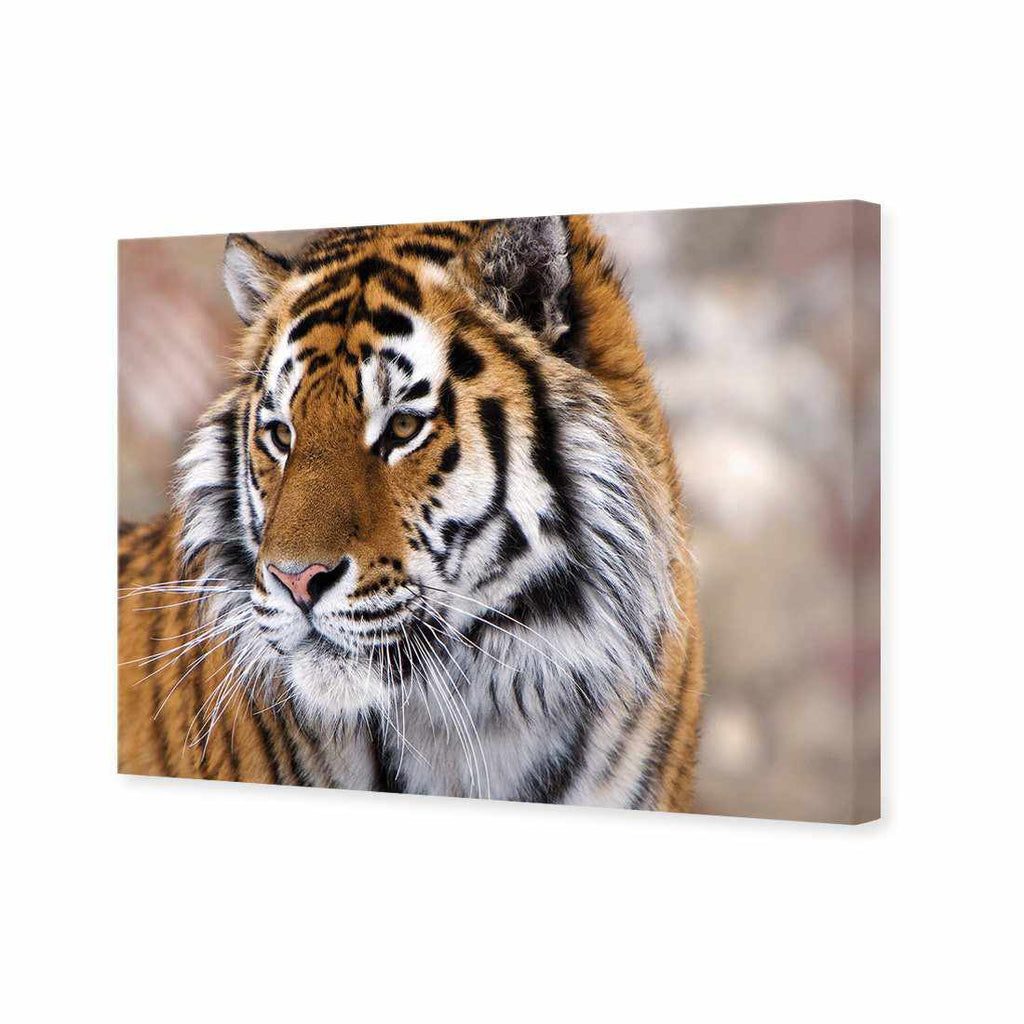Siberian Tiger Canvas Art