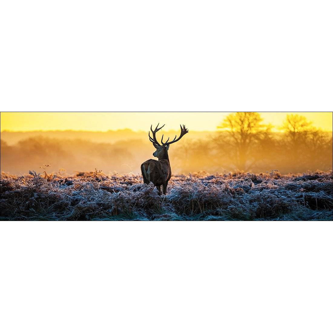 Red Deer At Dawn