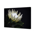 Protea in Darkness (Landscape)