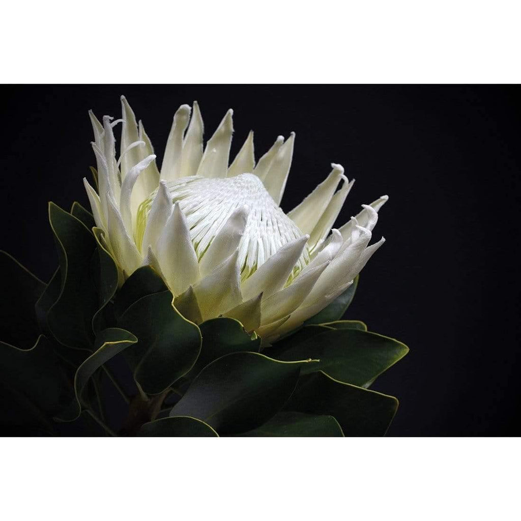 Protea in Darkness (Landscape)