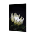 Protea in Darkness (Portrait)
