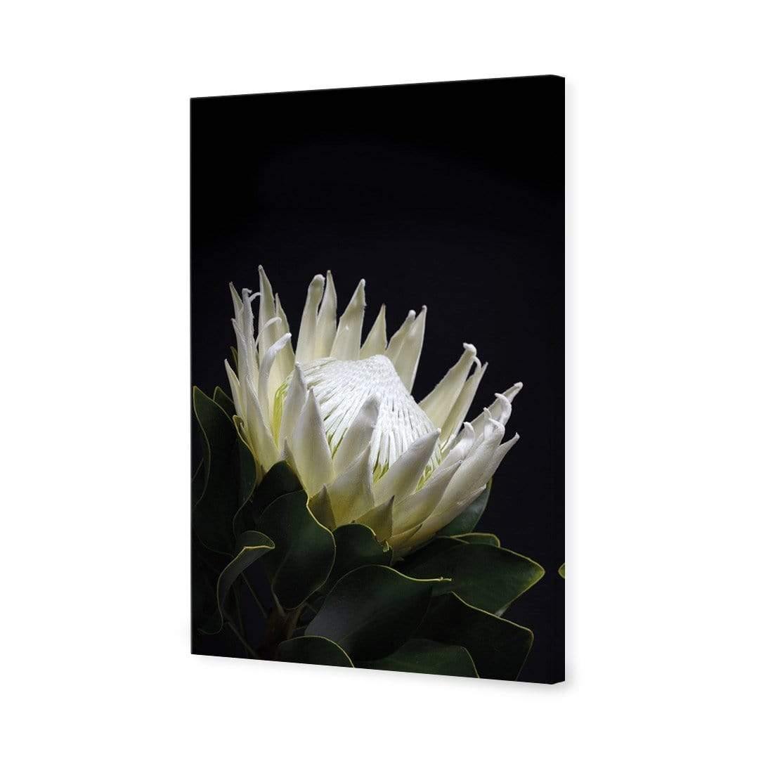 Protea in Darkness (Portrait)
