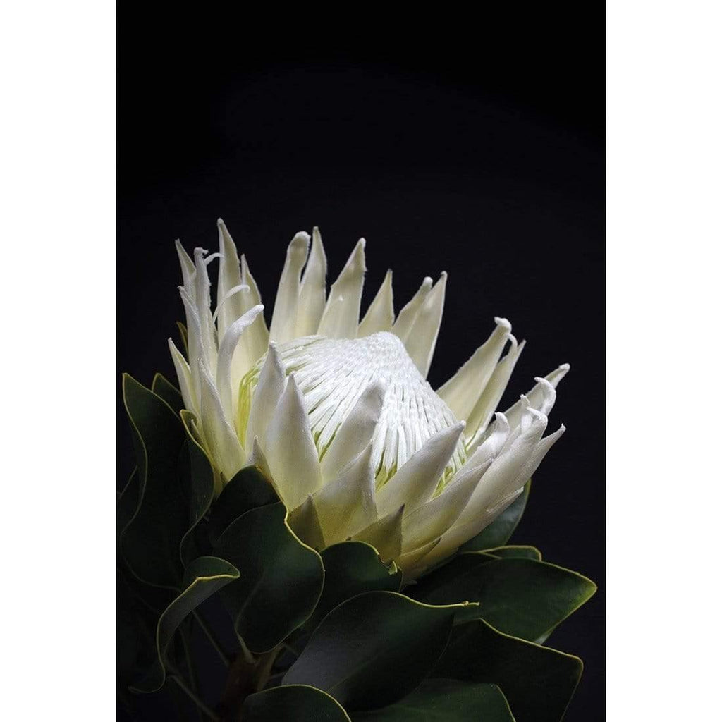 Protea in Darkness (Portrait)
