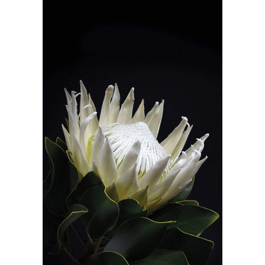 Protea in Darkness (Portrait)