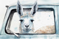 Llama in Car