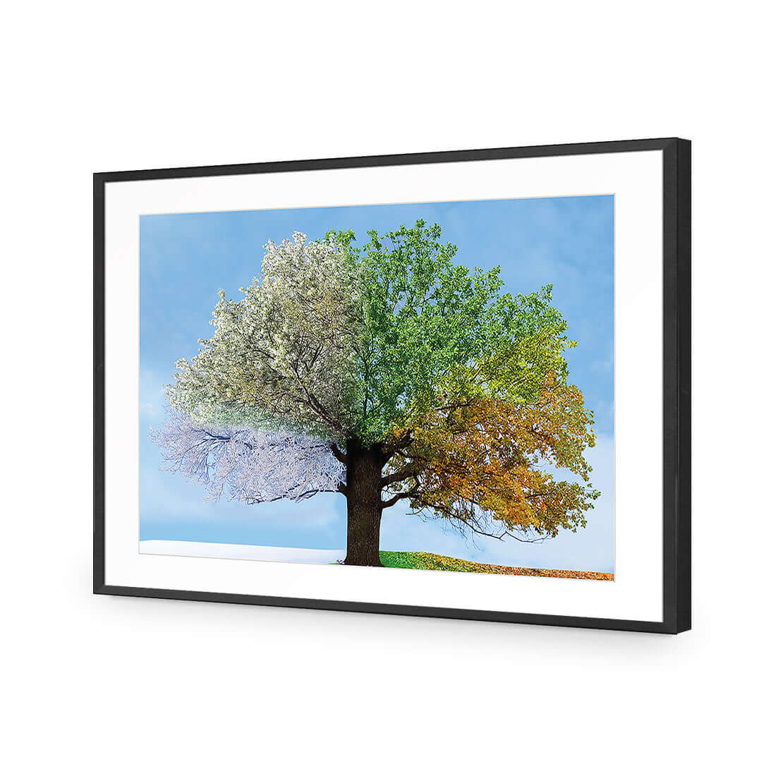 A Tree For All Seasons