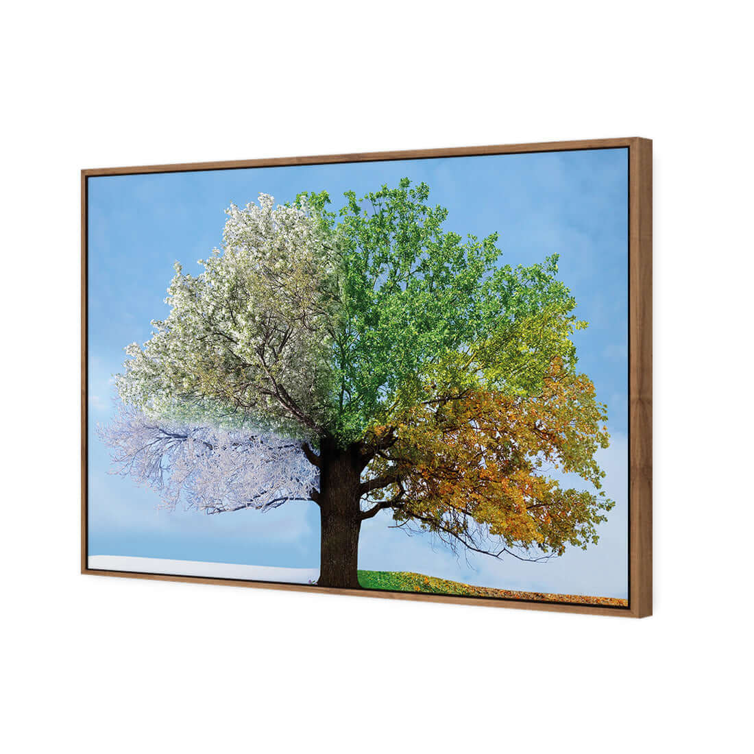 A Tree For All Seasons